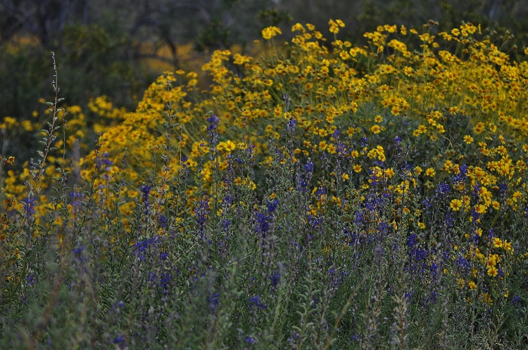 hills with brittlebush